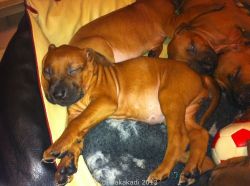 20101209_Makakadi_Macuma mit 5 Wochen_0091